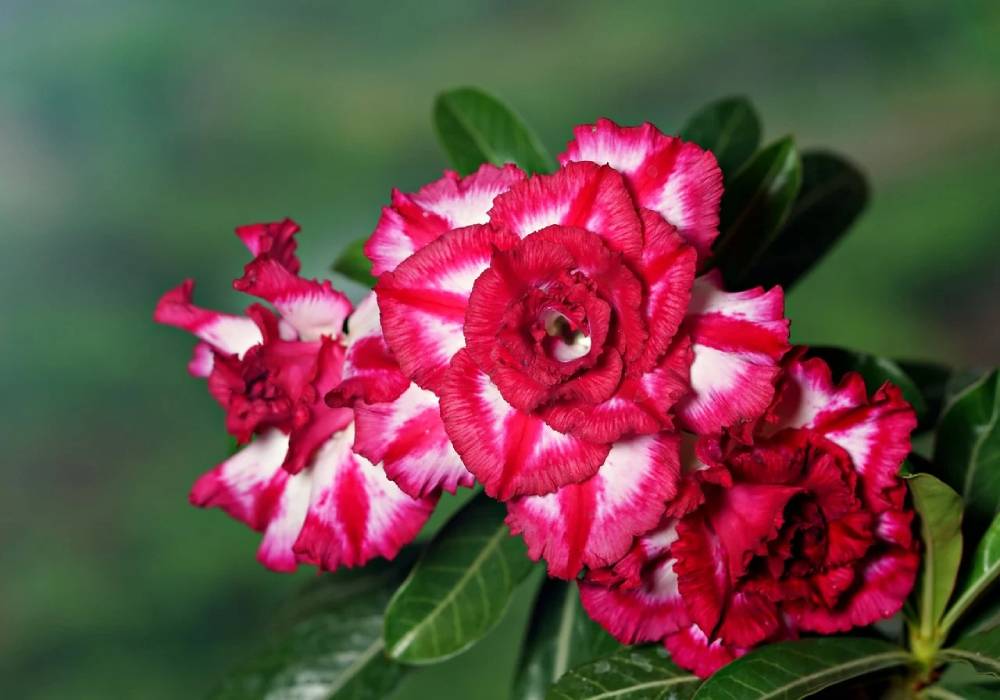 Adenium Obesum Double Flowering