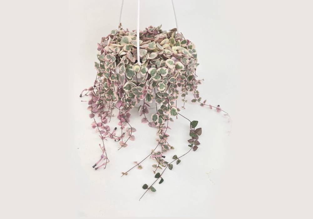 Ceropegia Woodii Variegated Known as String of Heart