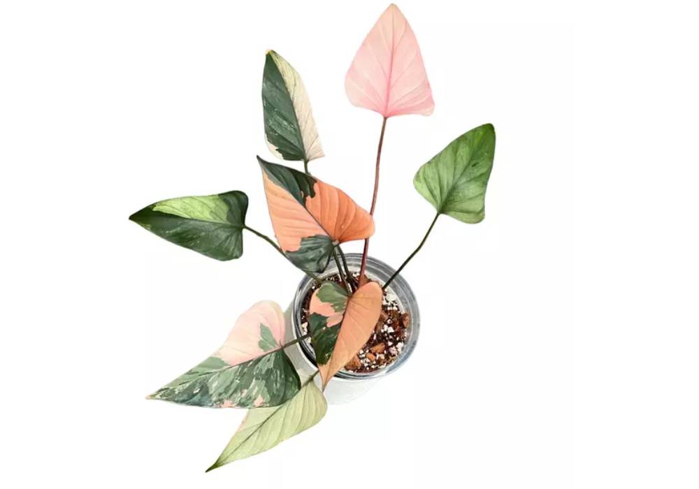 Homalomena Pink Diamond Variegated