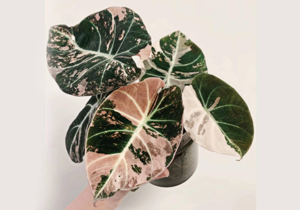 Alocasia Pink Dragon Variegated